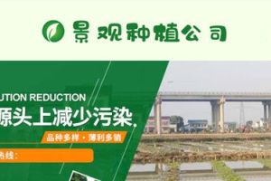 织梦dedecms-绿色景观绿植苗木农业种植企业网站源码模板-易站站长网