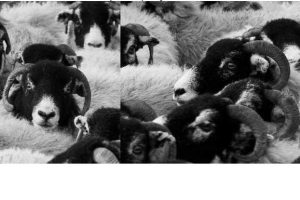 jquery.nicescroll滚动条应用--无滚动条左右拖拽滚动-易站站长网