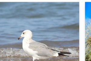 CSS3宽屏图片手风琴切换特效源码-易站站长网