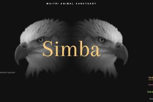 超酷的CSS3图片镜像效果源码网页特效源码-易站站长网